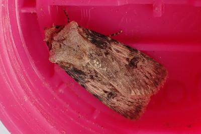 <i>Agrotis puta</i>