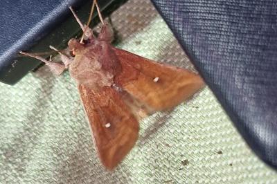 <i>Mythimna albipuncta</i>