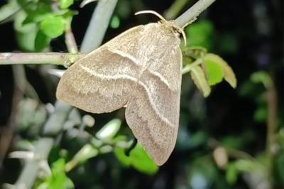 <i>Macrothylacia rubi</i>