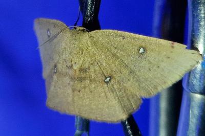 <i>Cyclophora puppillaria</i>