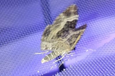 <i>Epirrhoe alternata</i>