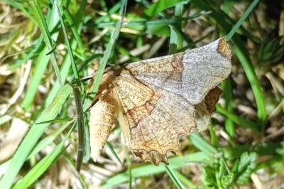 <i>Selenia lunularia</i>