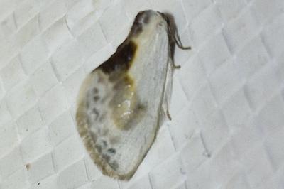 <i>Cilix</i>