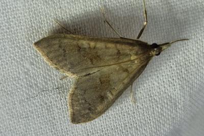 <i>Mecyna asinalis</i>