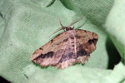 <i>Menophra abruptaria</i>