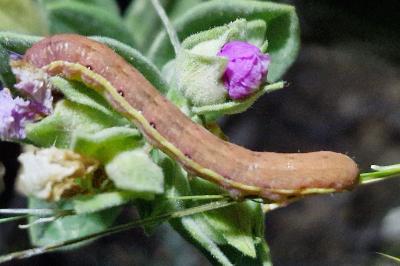 <i>Aporophyla nigra</i>