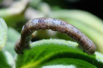 <i>Peribatodes</i>