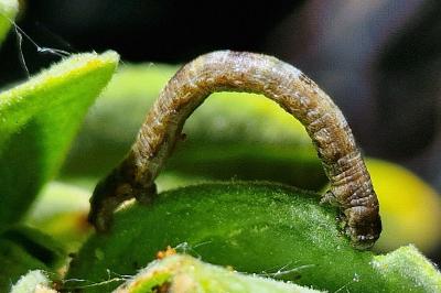 <i>Peribatodes</i>