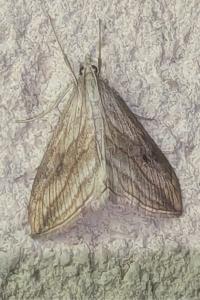 <i>Evergestis forficalis</i>
