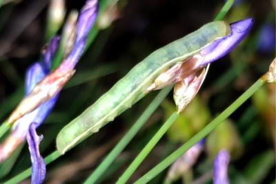 <i>Pseudoterpna pruinata</i>