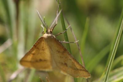 <i>Aspitates ochrearia</i>