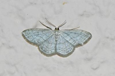 <i>Idaea subsericeata</i>