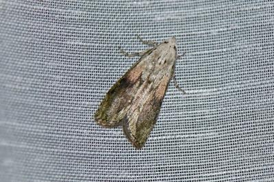 <i>Aphomia sociella</i>