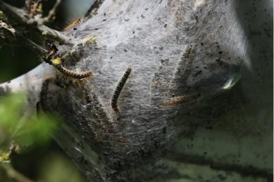 <i>Eriogaster lanestris</i>