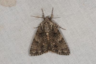 <i>Acronicta rumicis</i>