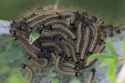 <i>Malacosoma neustria</i>