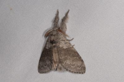 <i>Calliteara pudibunda</i>