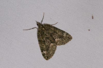 <i>Chloroclysta siterata</i>