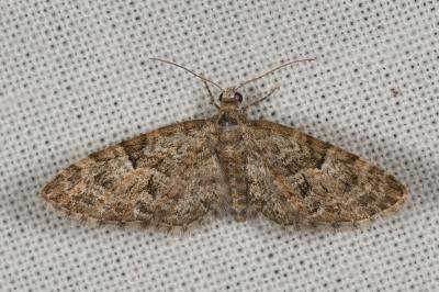 <i>Eupithecia abbreviata</i>