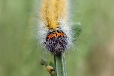 <i>Lasiocampa trifolii trifolii</i>