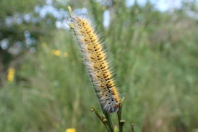 <i>Lasiocampa trifolii trifolii</i>