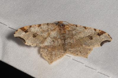 <i>Macaria alternata</i>