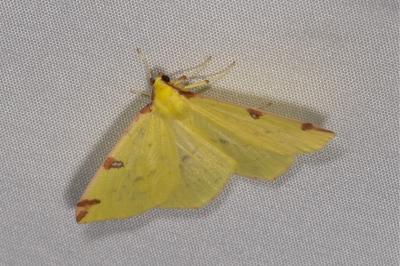 <i>Opisthograptis luteolata</i>