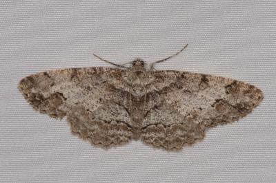 <i>Paradarisa consonaria</i>