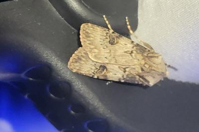 <i>Agrotis puta</i>