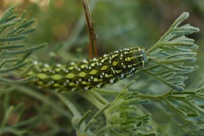 <i>Cucullia santolinae</i>