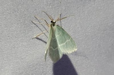 <i>Jodis lactearia</i>