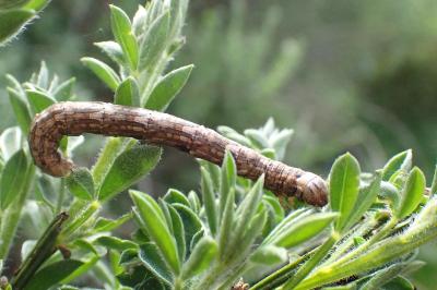 <i>Compsoptera opacaria</i>