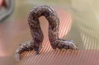 <i>Compsoptera opacaria</i>