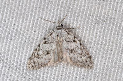 <i>Nola cicatricalis</i>