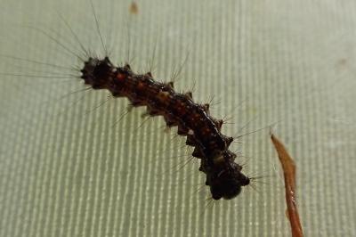 <i>Lymantria dispar</i>