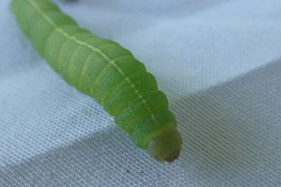 <i>Dryobotodes eremita</i>