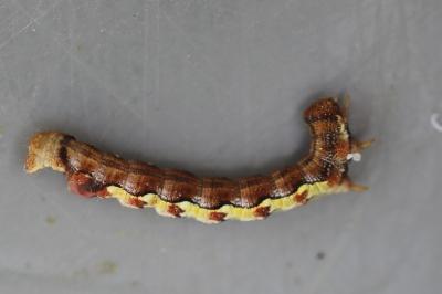 <i>Erannis defoliaria</i>