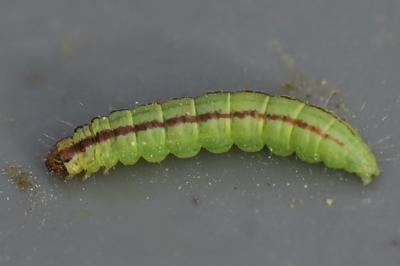 <i>Acrobasis advenella</i>
