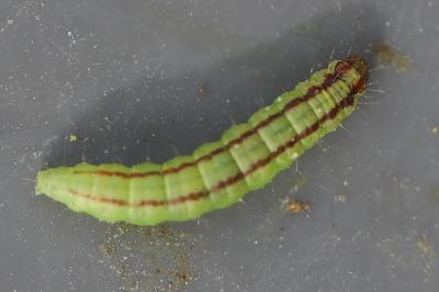 <i>Acrobasis advenella</i>