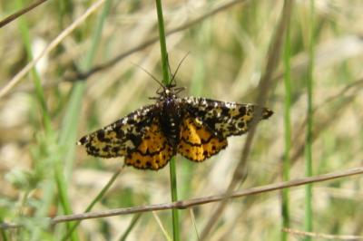 <i>Eurranthis plummistaria</i>