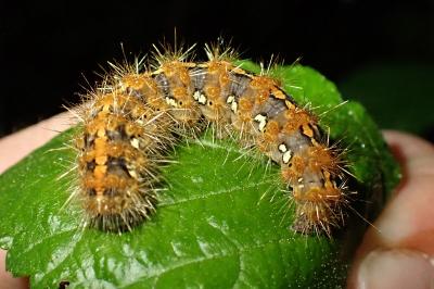 <i>Euplagia quadripunctaria</i>