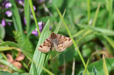<i>Euclidia glyphica</i>