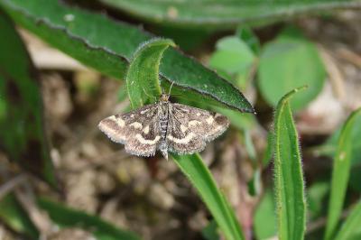 <i>Pyrausta purpuralis</i>