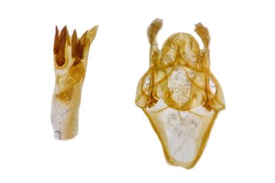 <i>Isauria dilucidella</i>