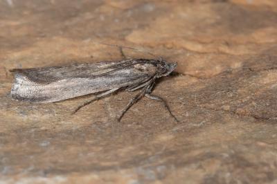 <i>Isauria dilucidella</i>
