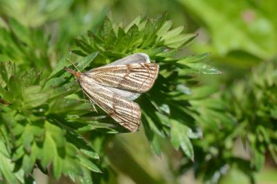 <i>Thisanotia chrysonuchella</i>