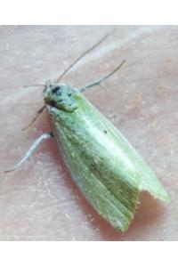 <i>Earias clorana</i>