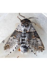 <i>Furcula furcula</i>