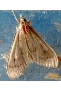 <i>Mecyna asinalis</i>