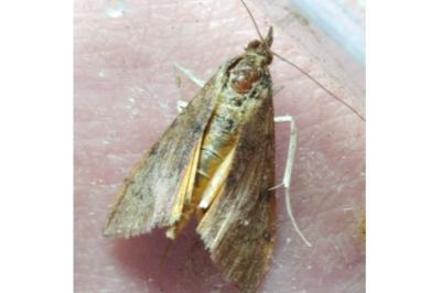 <i>Uresiphita gilvata</i>